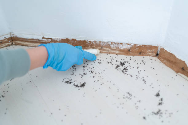 Reliable Burlington, KS Pest Control Solutions
