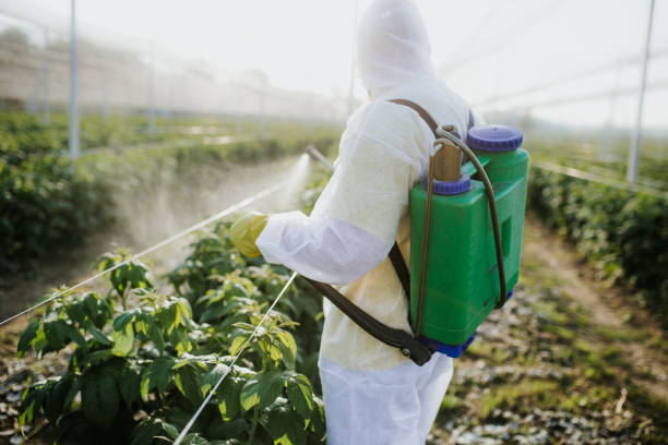 Wasp Removal Services in Burlington, KS